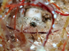 Millerigobius macrocephalus