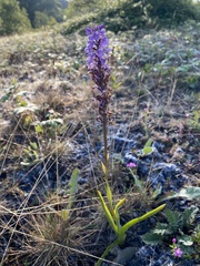 Gymnadenia densiflora