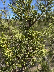 Cupressus forbesii