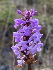 Gymnadenia densiflora
