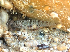 Millerigobius macrocephalus