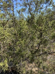 Cupressus forbesii