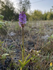 Gymnadenia densiflora
