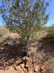 Cupressus forbesii