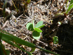 Oxalis perdicaria
