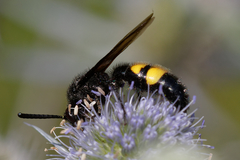 Scolia hirta