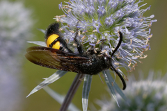 Scolia hirta