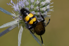 Scolia hirta