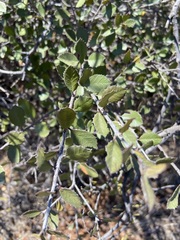 Rhamnus insula