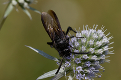 Scolia hirta
