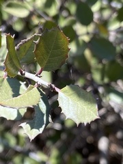 Rhamnus insula