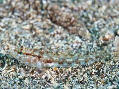 Gobius gasteveni