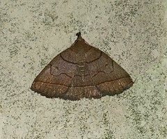 Zanclognatha obscuripennis