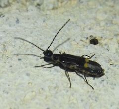 Malthodes