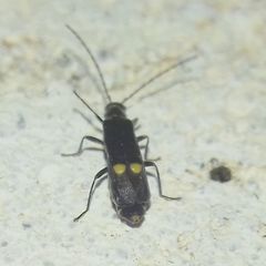 Malthodes