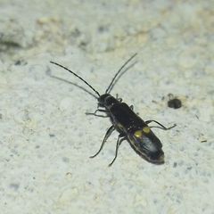 Malthodes