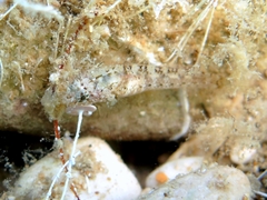 Millerigobius macrocephalus