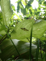 Blepharomastix lacertalis