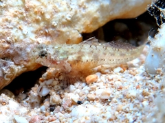 Millerigobius macrocephalus