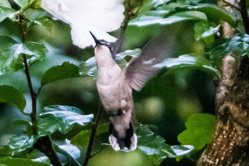 Ruby-throated Hummingbird photographed in Mississippi