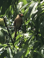 Cardinalis cardinalis
