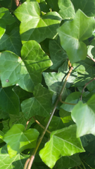 Hedera helix