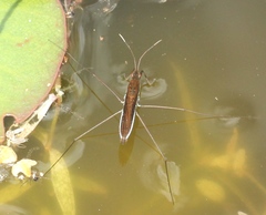 Limnoporus rufoscutellatus