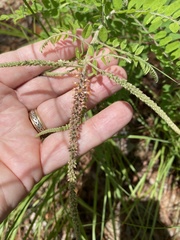 Amorpha herbacea herbacea
