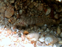 Millerigobius macrocephalus