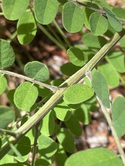 Amorpha herbacea herbacea