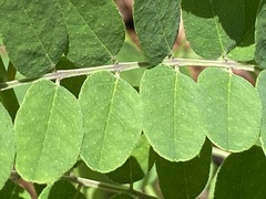 Amorpha herbacea herbacea