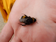 Bombus