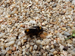 Bombus