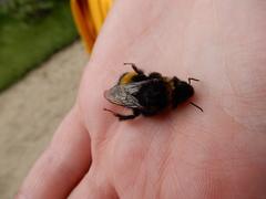 Bombus