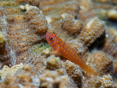 Trimma okinawae