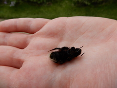 Bombus