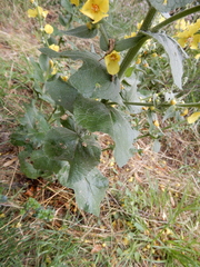 Verbascum