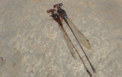 Argia tezpi