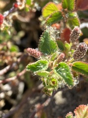 Acalypha californica