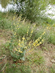 Verbascum