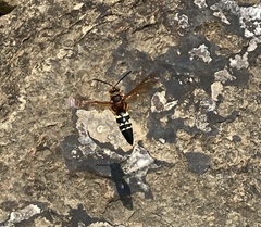 Sphecius