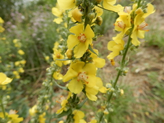 Verbascum