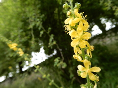 Agrimonia eupatoria
