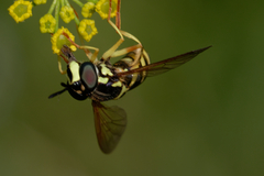 Chrysotoxum bicinctum