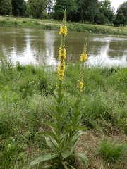 Verbascum