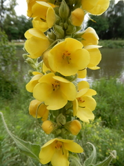 Verbascum