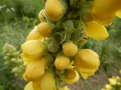 Verbascum