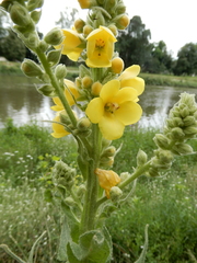 Verbascum