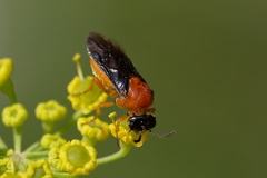 Sterictiphora angelicae