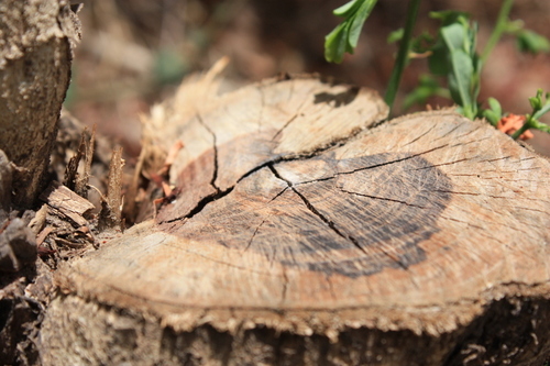 Dalbergia melanoxylon image